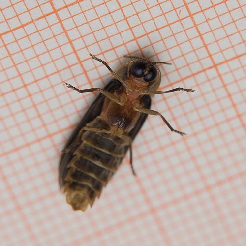 Lampyris sp.